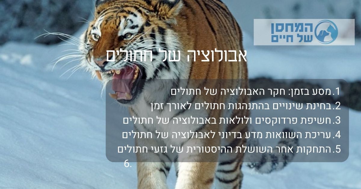 אבולוציית חתולים 
